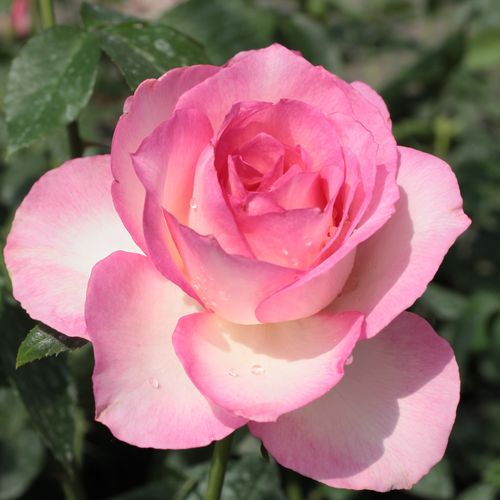 Vendita, rose rose ibridi di tea - bianco-rosa - Rosa Tourmaline™ - rosa mediamente profumata - Georges Delbard - I petali rosa conferiscono un aspetto elegante ai fiori bianchi, quadrati, a forma di rosetta.